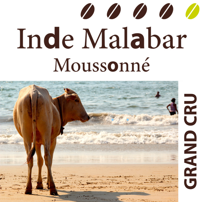 Inde Malabar Moussonné