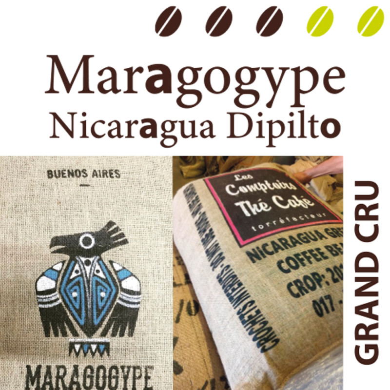 Maragogype Nicaragua Dipilto