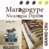 Maragogype Nicaragua Dipilto
