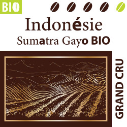 ✨Indonésie Sumatra Gayo BIO