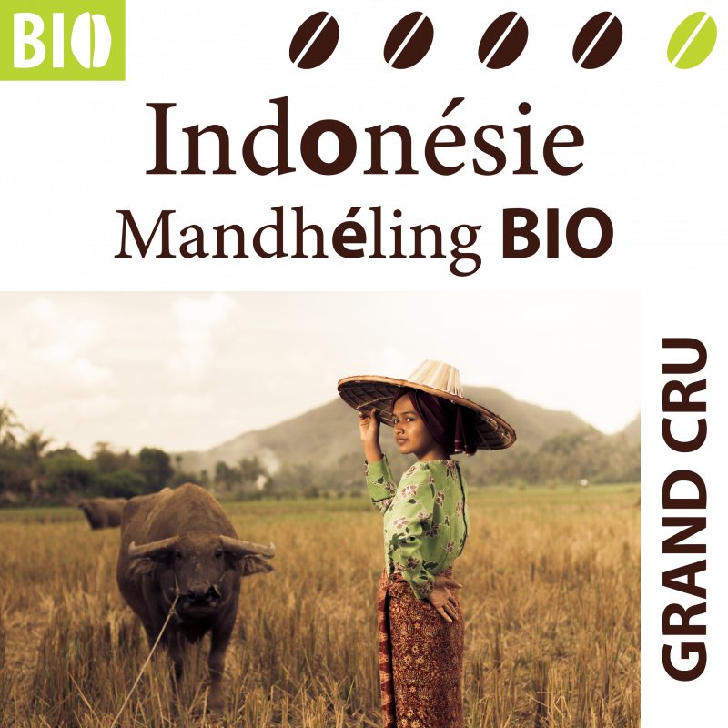 Indonésie Mandheling Grade1 BIO