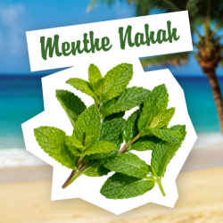 Infusion Menthe Nanah
