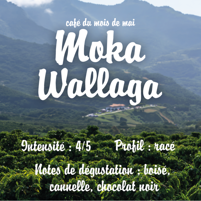 MOKA WALLAGA