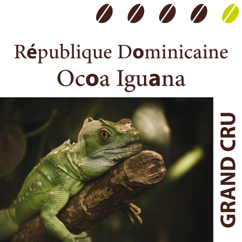 République Dominicaine Ocoa Iguana