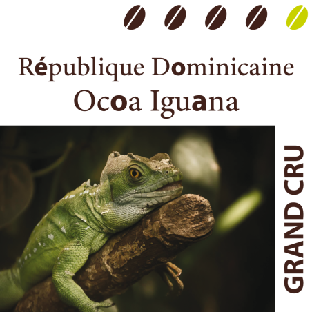 République Dominicaine Ocoa Iguana