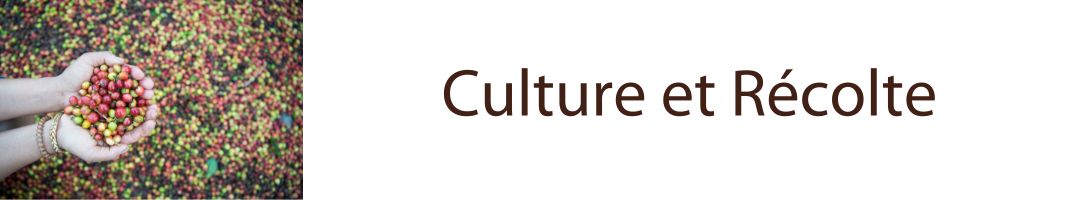 culture et récolte